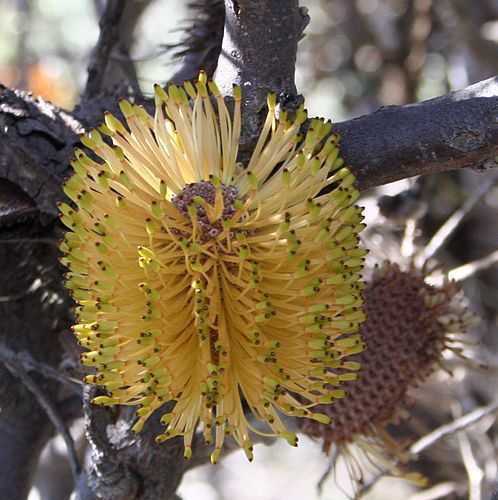 Banksia candolleana